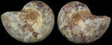Cut & Polished, Agatized Ammonite Fossil - Jurassic #53803-1